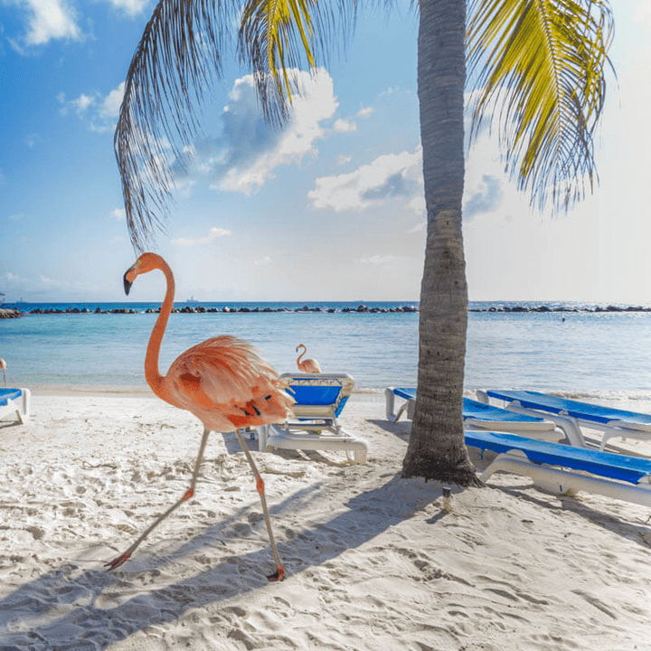 Travel eSIM data plan for Aruba - MicroEsim