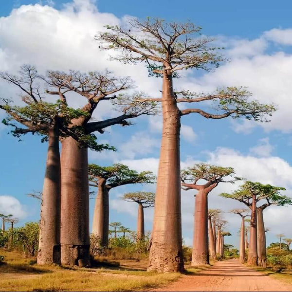 Travel eSIM data plan for Madagascar - MicroEsim
